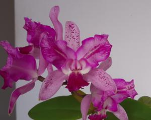 Cattleya Interglossa