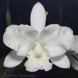 Cattleya Hunabu Surprise