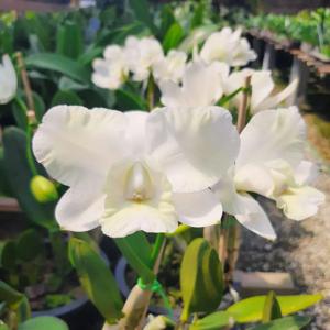 Cattleya Hunabu Surprise