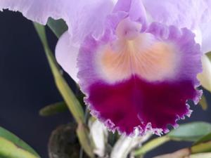 Cattleya Horace