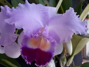 Cattleya Horace