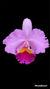 Cattleya Horace