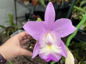 Cattleya Hamana Egret