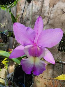 Cattleya Hamana Egret