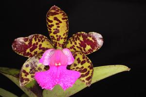 Cattleya Landate