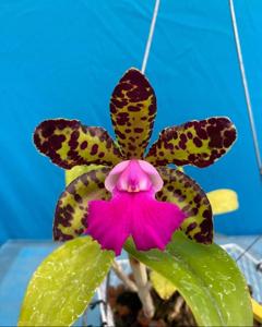 Cattleya Landate