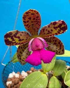 Cattleya Landate