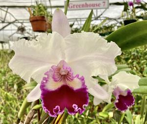 Cattleya Kittiwake