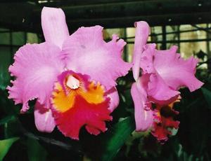 Cattleya J. A. Carbone