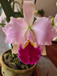 Cattleya Irene Holguin