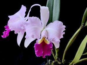 Cattleya Irene Holguin