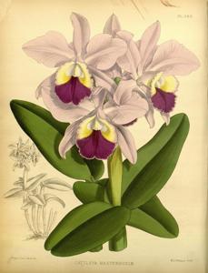 Cattleya Marstersoniae