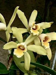 Cattleya Luteous Forb