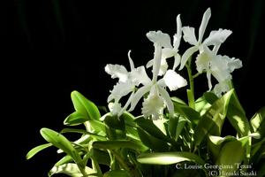 Cattleya Louise Georgianna