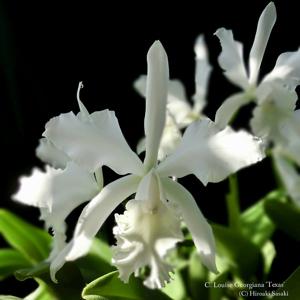 Cattleya Louise Georgianna