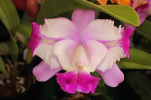 Cattleya Little Dipper