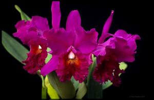 Cattleya Nigrella