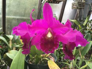 Cattleya Nigrella