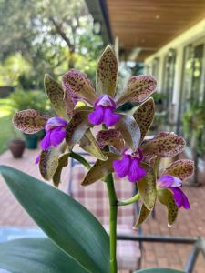 Cattleya Mrs. Mahler