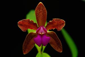 Cattleya Mrs. Mahler