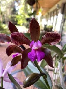 Cattleya Mrs. Mahler