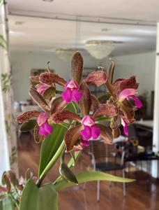 Cattleya Mrs. Mahler