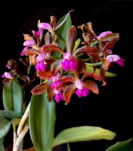 Cattleya Mrs. Mahler