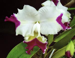 Cattleya Moscombe