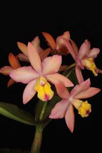 Cattlianthe Orchidglade