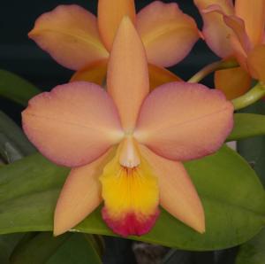 Cattlianthe Orchidglade