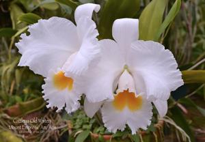 Cattleya Old Whitey