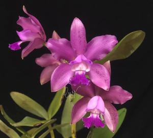 Cattleya Hybrida