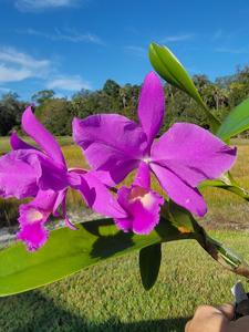 Cattlianthe Portia