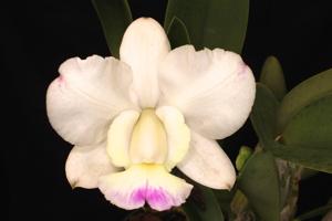 Cattleya Snow Blind