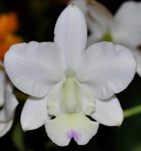 Cattleya Snow Blind