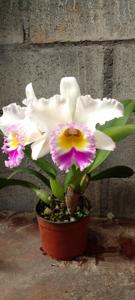 Rhyncholaeliocattleya Siam Pink