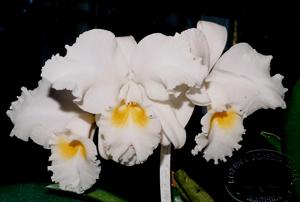 Cattleya Swan Lake