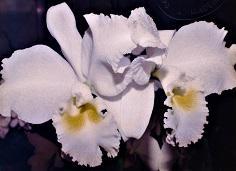 Cattleya Swan Lake