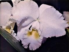 Cattleya Swan Lake