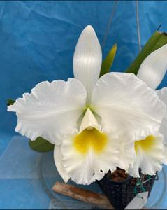 Cattleya Spring Climax