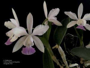 Cattleya Walkerinter