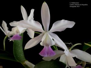 Cattleya Walkerinter