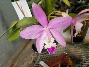 Cattleya Walkerinter