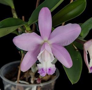 Cattleya Walkerinter