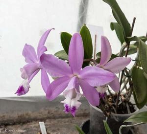 Cattleya Walkerinter