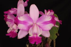 Cattleya Walkerinter