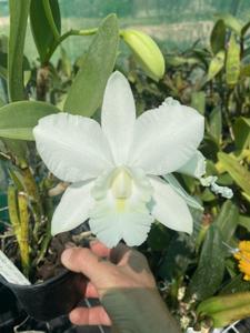 Cattleya Walkerinter