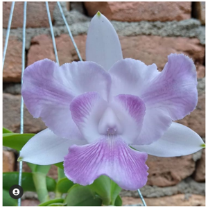 Cattleya Walkerinter