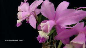 Cattleya Walkerinter