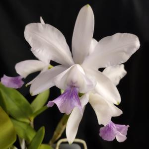 Cattleya Walkerinter